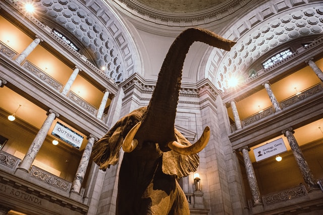 Virtual tour of Smithsonian National Museum of Natural History